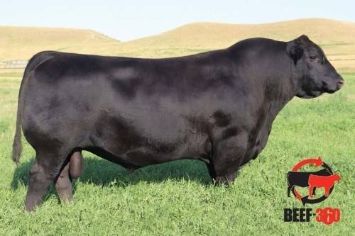 Miller Duke 816