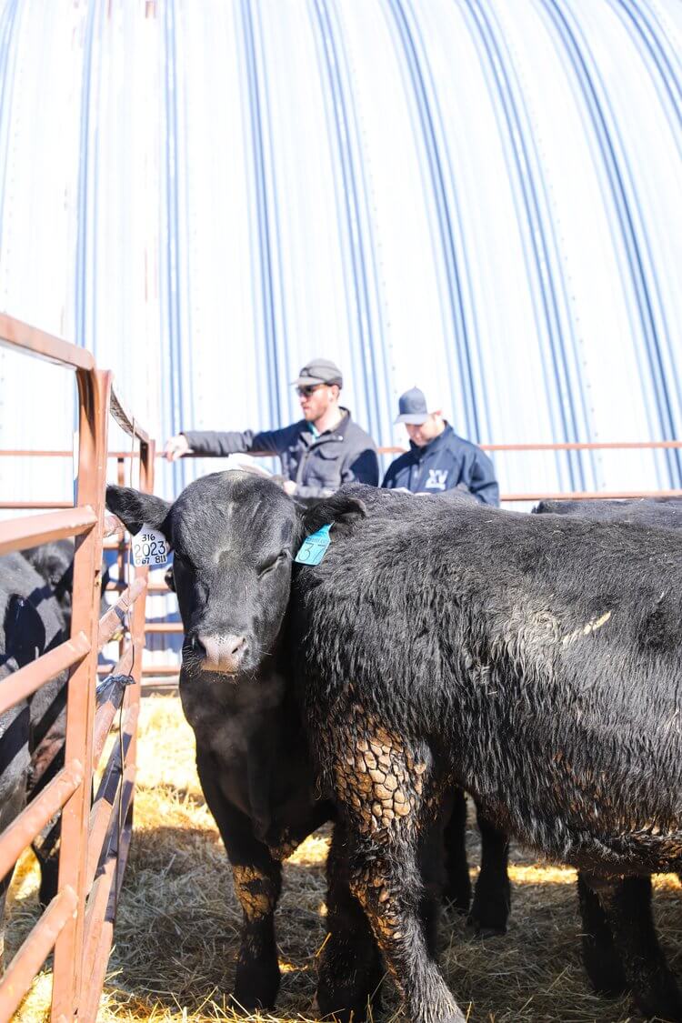 Cattle at Auction
