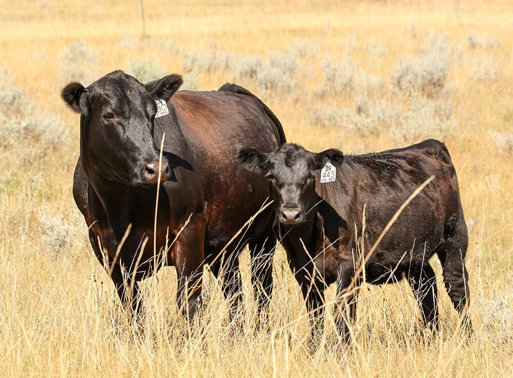 Cattle in Field