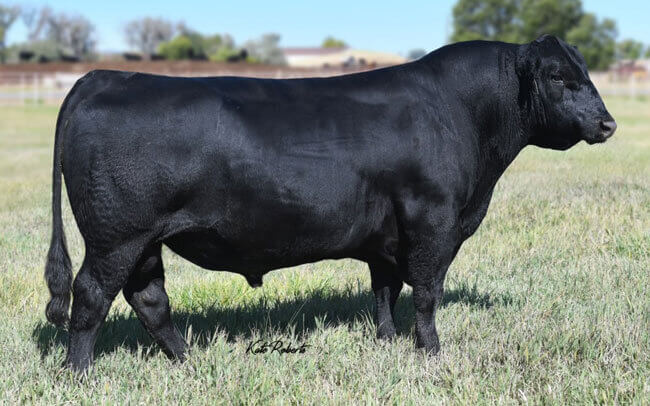 Gnerer Rocky 8663
