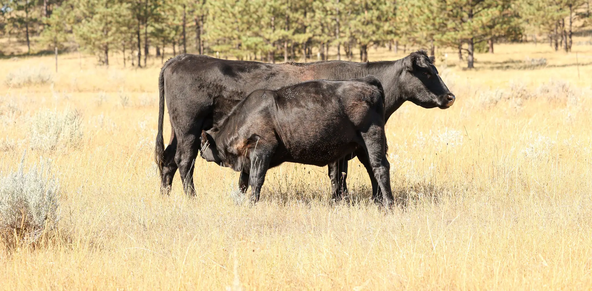 Two Cows in Field