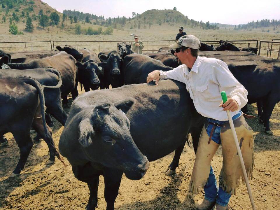 Man with Cattle