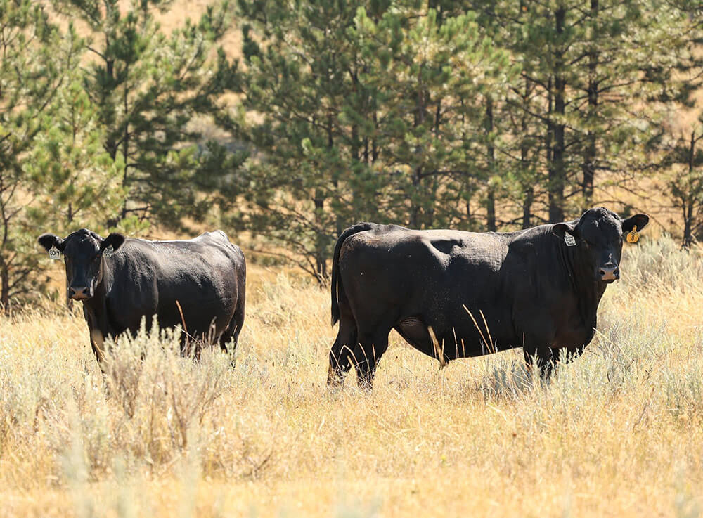 Cattle in Field